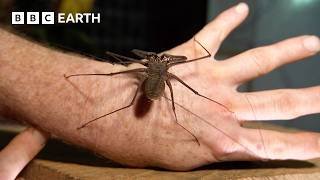 "The Ultimate Animal For Hunting in the Dark" | Expedition Guyana | BBC Earth