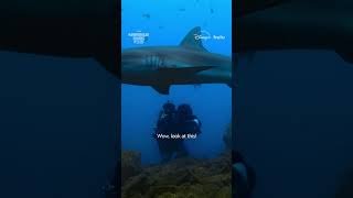 Nature's Shark Spa #HammerheadSharksUpClose