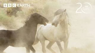 Stallions Battle for Dominance | 20 Years of Planet Earth | BBC Earth