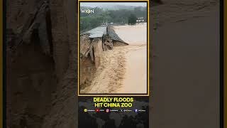 China Floods: Lions Dead, Zebras On The Run As Floodwaters Devastate Zoo In Southern China | Shorts