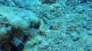 Exotic, invasive and neo-colonising species: what sets them apart, and how to deal with them