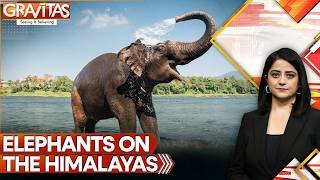 Arunachal Records World's Highest-Known Asian Elephant Presence At 10,000 Feet | GRAVITAS