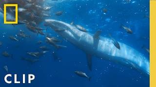 Whale Encounter Caught on Camera | Hammerhead Sharks Up Close with Bertie Gregory | Nat Geo