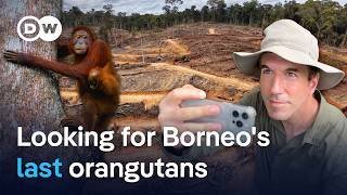 Inside the battle to protect Borneo’s last orangutans | DW Reporter