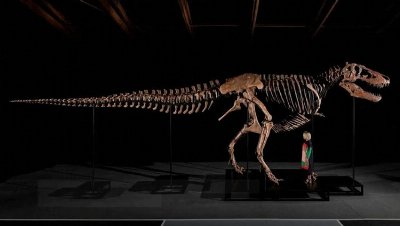 This 67 million-year-old Tyrannosaurus rex just became the world’s most expensive dinosaur
