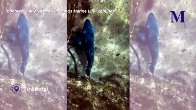 A blue groper swimming in Towradgi rockpool