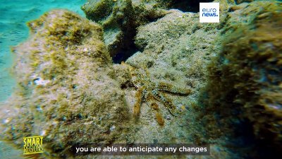 People’s photos are helping scientists record marine life in real-time in the Canary Islands