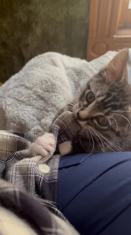 Teething Kitten Finds Owner's Shirt Button Irresistible