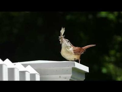 Carolina Wren Bird Holds Insect in Its Beak
