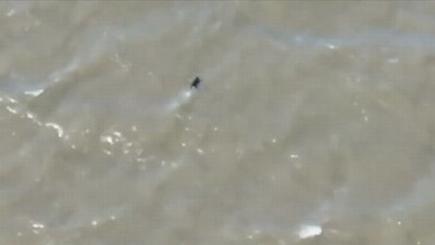 Missing dog is saved after getting lost and swimming out into San Francisco Bay
