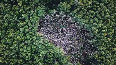 auto_drc_hit_by_record_deforestation_in_07211835