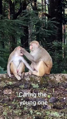 Monkey business