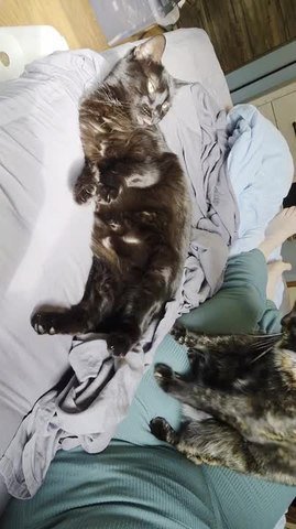 Tortico Cat Gets Revenge on Sleeping Black Cat