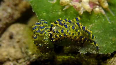 Diver Witnesses Nudibranch Courtship Dance