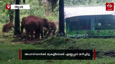 അതിരപ്പിള്ളിയിൽ കാട്ടാനശല്യം രൂക്ഷം; അംഗനവാടിക്ക് മുകളിലേക്ക് എണ്ണപ്പന മറിച്ചിട്ടു, വീഡിയോ