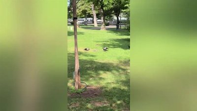 Women Rescues Owl After Crows Attack