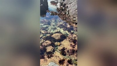 Curious Octopus Refuses to Let Go of Swimmer in Remarkable Encounter