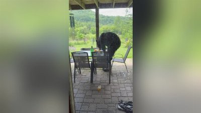 Black Bear Raids the Patio for Honey Heist