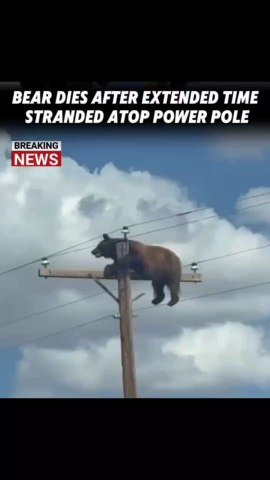 bear falling videobear fallingBreakingnewsBreakingnews#bear #news #fyp