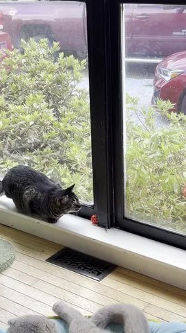 Black Cat Watches Bird Outside Window