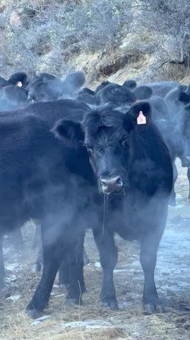 Black Angus Cows Puff Smoky Winter Breath in New Zealand