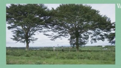 Tập 2 - Vì Mẹ Anh Phán Chia Tay _ DV Võ Điền Gia Huy, Tam Triều Dâng, Trần Ngọc Vàng