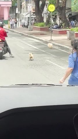 Two Dogs Turn Busy Road Into Hilarious Chase Scene