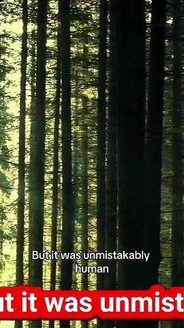 A chilling scream in the dead of night breaks the silence of the forest