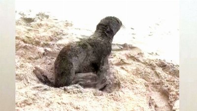 Meet the 3 baby seals rescued from a fishing net on a South African beach