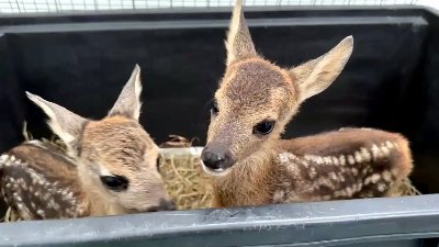 I tre 'bambi' salvati e curati dal Cras di Villiago in Veneto