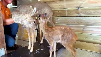 L'allattamento dei tre 'Bambi' curati a Villiago in Veneto