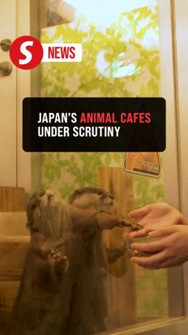 They're cute but are they kind? Japan's animal cafes face greater scrutiny