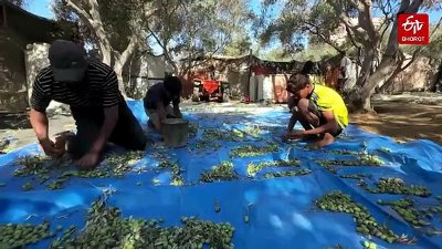 'We Are Struggling Now': Gaza Family Harvests Olives Amid Low Yields