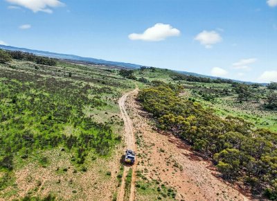 Peterborough grazing country heads to auction.