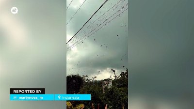 Spider invasion in Indonesia: why are thousands of arachnids gathering on a high-voltage cable?