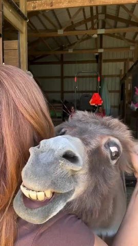 Donkey Grins Widely When Owner Scratches Her Ear