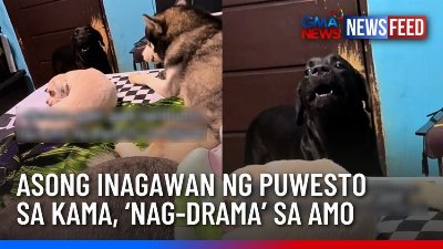 Asong inagawan ng puwesto sa kama, ‘nag-drama’ sa amo | GMA News Feed