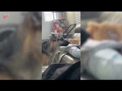 Dog Interacts With Baby by Giving Him Toy