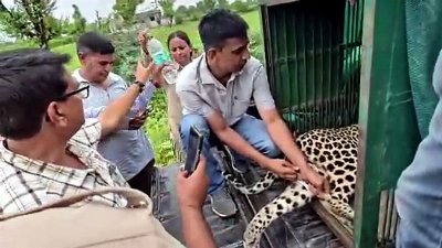 घनी आबादी क्षेत्र में घुसा खूंखार पैंथर
