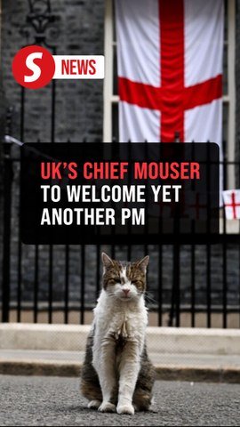 Larry the cat awaits his seventh UK PM at Downing Street