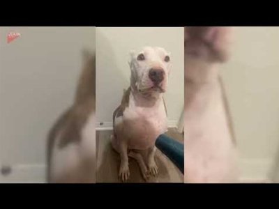 Dog Refuses Blow Dryer and Gives Owner Intense Stare