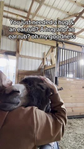 Donkey and Dog Enjoys Cuddles and Hugs From Owner Inside Barn