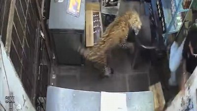 Leopard leaps over counter and attacks shopkeeper in India