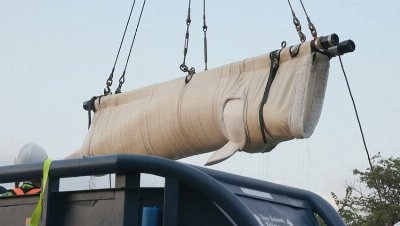 Beluga whales airlifted to new US homes after former marine park closed down