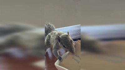 Sneaky Squirrel Steals Sugar Packet From Breakfast Table