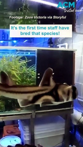 Port Jackson sharks hatch in Melbourne Zoo