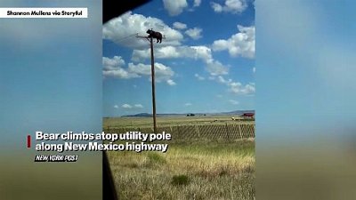 Bear climbs atop utility pole along New Mexico highway