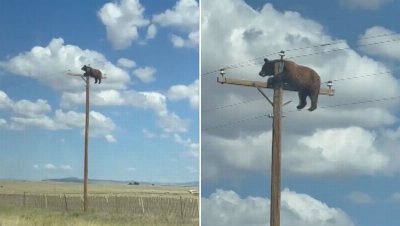 Bear stranded on top of power pole in viral video has ‘died after electrocution’