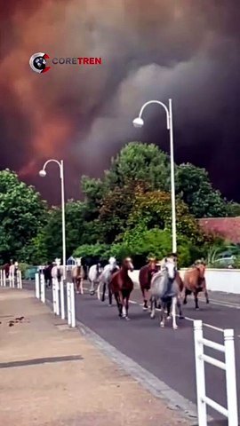 A single burning vehicle reportedly sparked a massive wildfire in France.