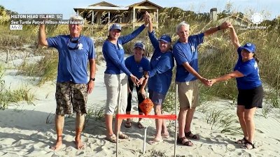 Sea turtles are having an incredible summer across the Southeast